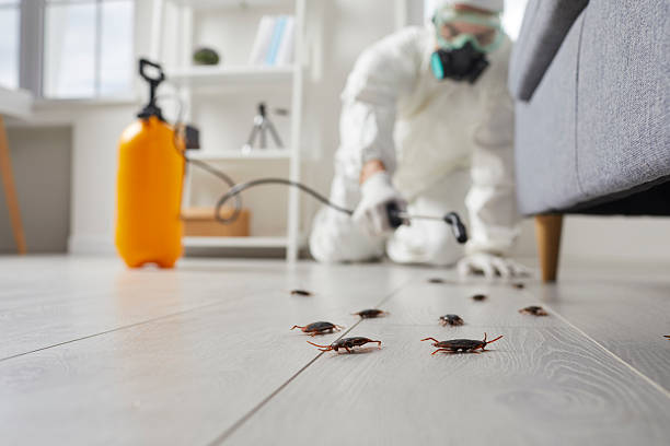 Post-Treatment Bed Bug Interceptor Monitoring in Dansville
